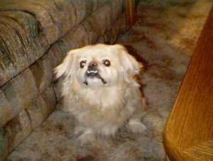 Gizmo "Jones" aka Sparky the S.P.A.M. Killer